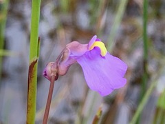 Utricularia barkeri