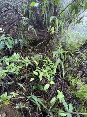 Asplenium normale