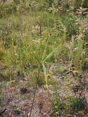 Cyperus plukenetii