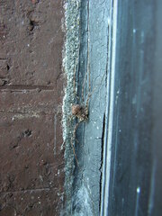 Leptobunus parvulus
