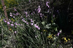 Ixia sobolifera carnea