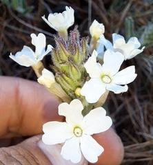 Glandularia platensis