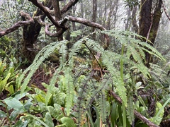 Sticherus owhyhensis