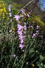 Ixia sobolifera carnea