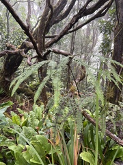 Sticherus owhyhensis