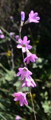 Ixia sobolifera carnea