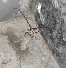 Celosterna scabrator