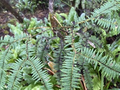 Sticherus owhyhensis