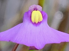 Utricularia barkeri