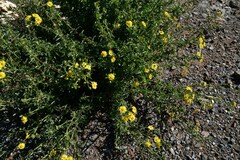 Osteospermum sinuatum