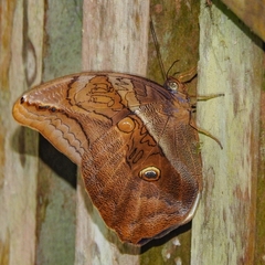 Eryphanis