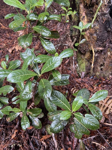 Psychotria grandiflora