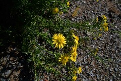 Osteospermum sinuatum