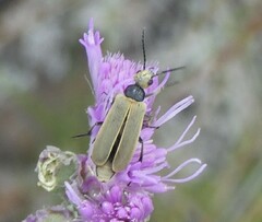 Epicauta heterodera
