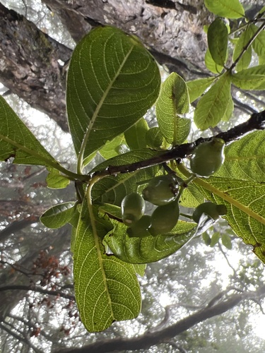 Psychotria grandiflora