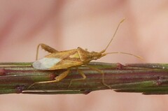 Harmostes reflexulus