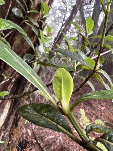 Psychotria grandiflora