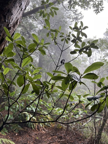 Psychotria grandiflora