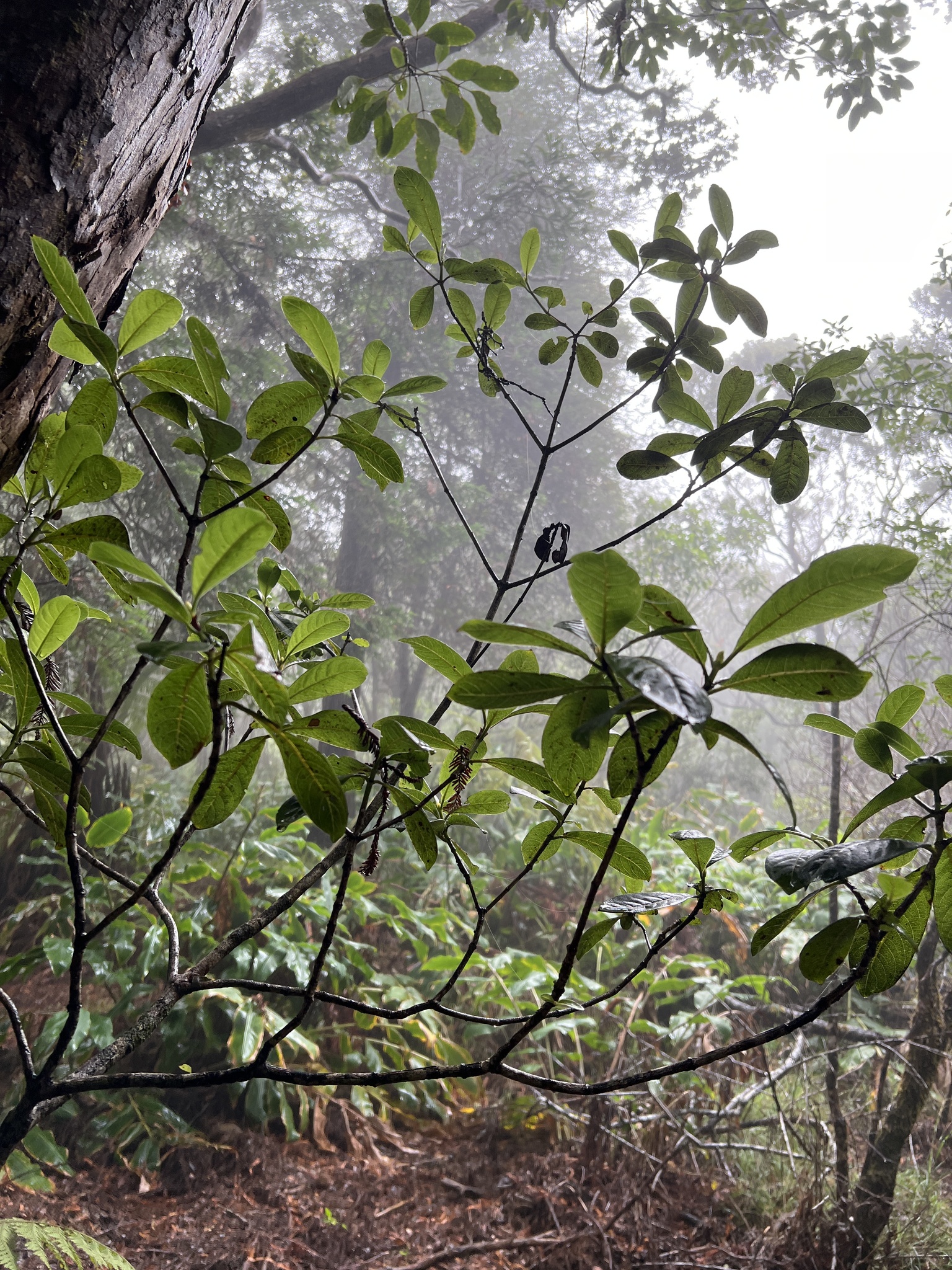 Psychotria grandiflora