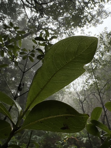 Psychotria grandiflora