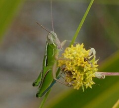 Aptenopedes sphenarioides