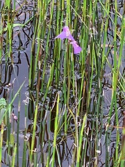 Utricularia barkeri