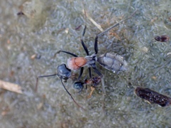 Myrmophyma