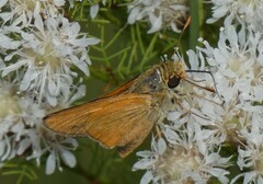 Hesperia meskei straton