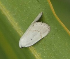 Scopula umbilicata
