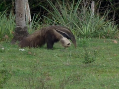 Myrmecophaga tridactyla
