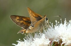 Hesperia meskei straton