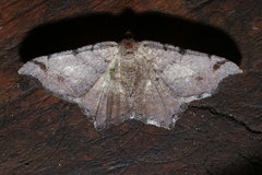 Macaria bicolorata