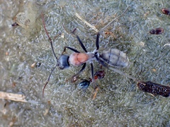 Myrmophyma