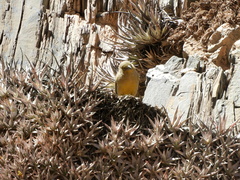 Sicalis olivascens