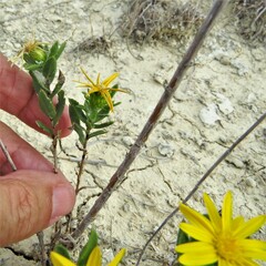 Grindelia lanceolata