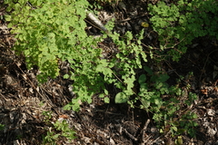 Thalictrum foetidum