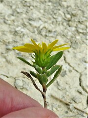 Grindelia lanceolata