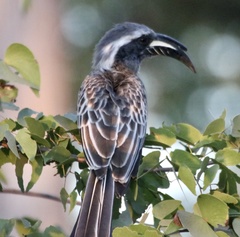 Lophoceros nasutus