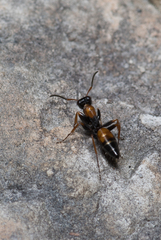 Opisthopsis