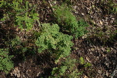 Thalictrum foetidum