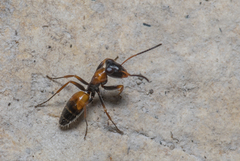 Opisthopsis