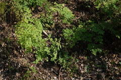 Thalictrum foetidum