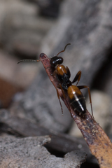 Opisthopsis