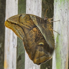 Eryphanis