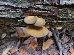 Sarcomyxa serotina