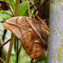 Eryphanis