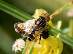Eristalinus quinquestriatus
