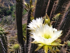 Trichocereus chiloensis