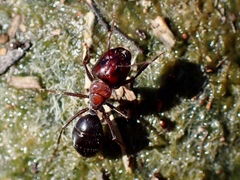 Myrmophyma