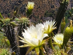 Trichocereus chiloensis